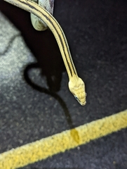 Bogertophis subocularis