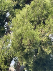 Cupressaceae