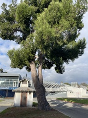 Cupressaceae