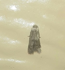 Hypatopa punctiferella