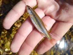 Notropis nubilus
