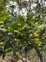 Tarenna rhypalostigma