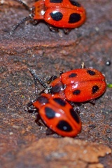 Endomychus coccineus
