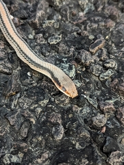 Salvadora deserticola