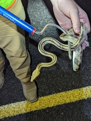 Bogertophis subocularis