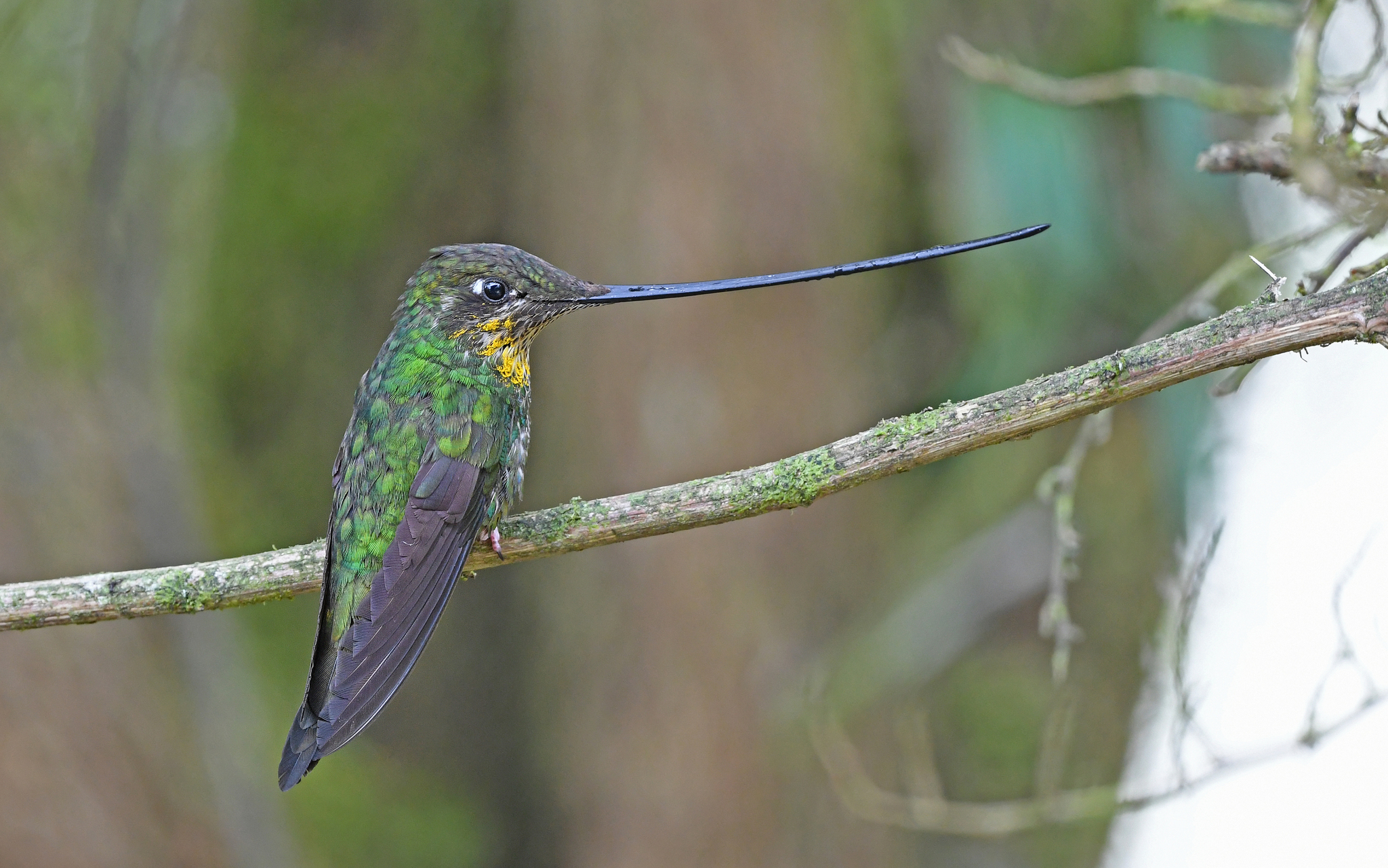 Sword-billed Hummingbird illustration