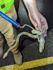 Bogertophis subocularis