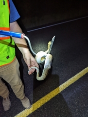 Bogertophis subocularis