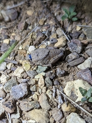 Phrynotettix robustus