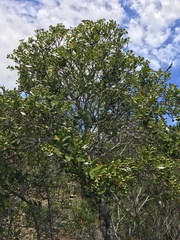 Tarenna rhypalostigma