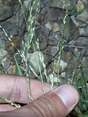 Panicum hallii