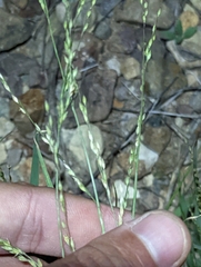 Panicum hallii