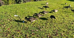 Branta canadensis