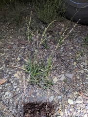 Panicum hallii