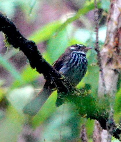 Streak-breasted Fantail (Rhipidura dedemi)