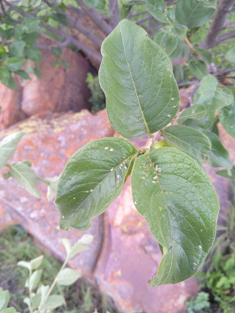 wild-medlar-from-fochville-2515-south-africa-on-december-10-2022-at