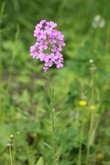 Hesperis matronalis