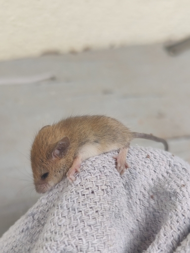 Indian Long-tailed Tree Mouse