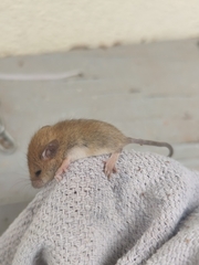 Vandeleuria oleraceus