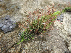 Tortula muralis muralis