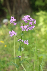 Hesperis matronalis