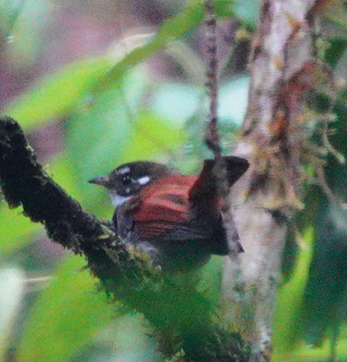 Streak-breasted Fantail (Rhipidura dedemi), photo 2