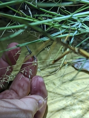 Eragrostis lehmanniana
