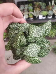 Fittonia albivenis