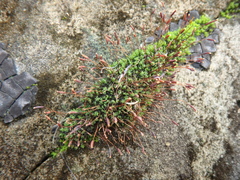 Tortula muralis muralis