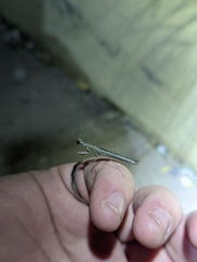 Litaneutria ocularis