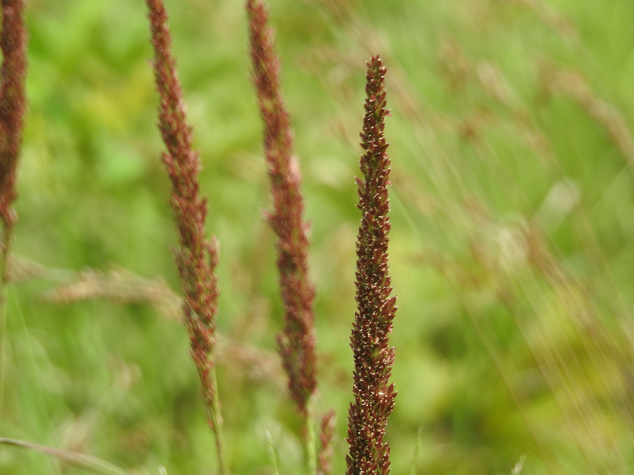 Tridens strictus