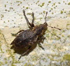 Elytrodon bidentatus