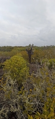 Opuntia galapageia