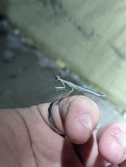 Litaneutria ocularis