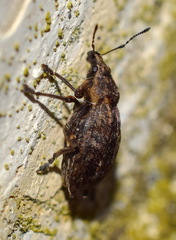 Elytrodon bidentatus