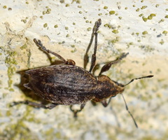 Elytrodon bidentatus