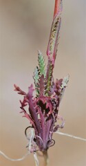 Gilia diegensis