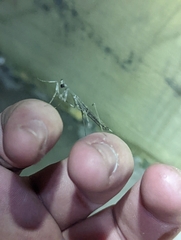 Litaneutria ocularis