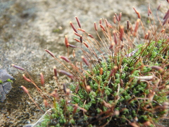 Tortula muralis muralis