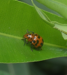 Euryope terminalis