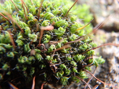 Tortula muralis muralis