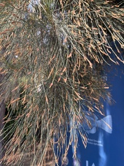 Casuarinaceae