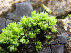 Tortula muralis muralis