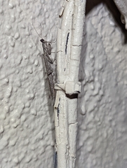 Litaneutria ocularis