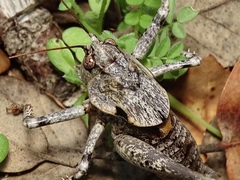 Thyreonotus bidens