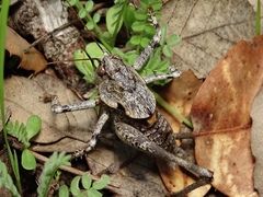 Thyreonotus bidens