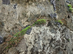 Tortula muralis muralis