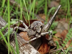 Thyreonotus bidens