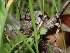 Thyreonotus bidens