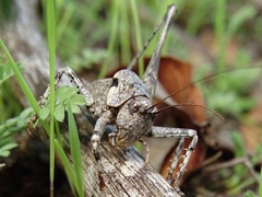 Thyreonotus bidens